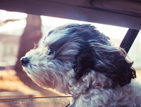 Nepřipoutaný pes v autě