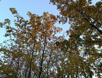 Obrázek: Podzim - stromy