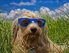 Obrázek: Pes s brýlemi
